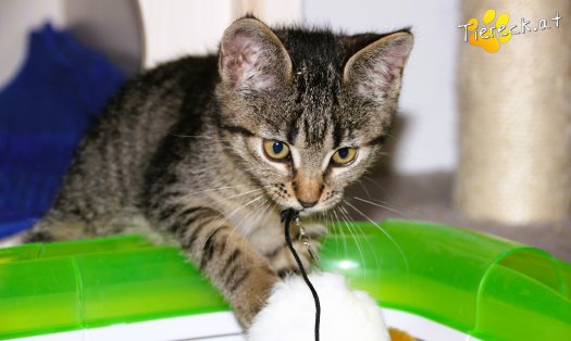 Katze Speedy (Foto by Tiereck.at - Lavanttaler Tierhilfe)