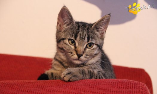 Katze Speedy (Foto by Tiereck.at - Lavanttaler Tierhilfe)
