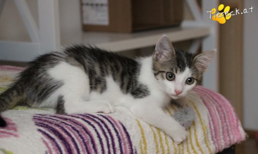 Katze Sir (Foto by Tiereck.at - Lavanttaler Tierhilfe)