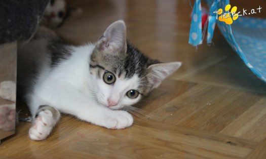 Katze Sir (Foto by Tiereck.at - Lavanttaler Tierhilfe)