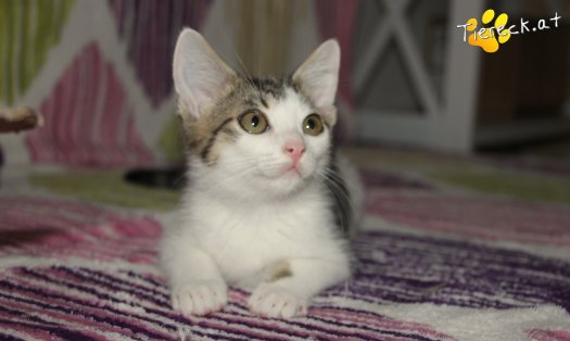 Katze Sir (Foto by Tiereck.at - Lavanttaler Tierhilfe)