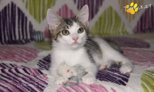 Katze Sir (Foto by Tiereck.at - Lavanttaler Tierhilfe)