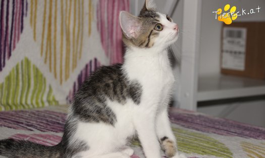 Katze Sir (Foto by Tiereck.at - Lavanttaler Tierhilfe)