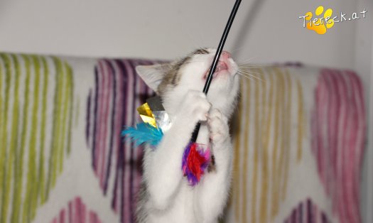 Katze Sir (Foto by Tiereck.at - Lavanttaler Tierhilfe)