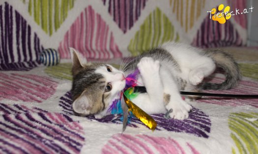 Katze Sir (Foto by Tiereck.at - Lavanttaler Tierhilfe)