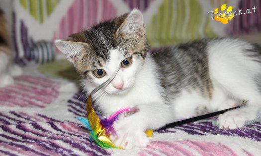 Katze Sir (Foto by Tiereck.at - Lavanttaler Tierhilfe)
