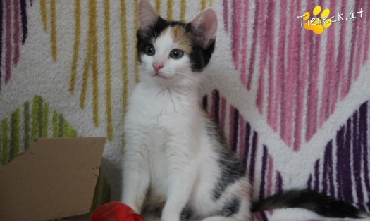 Katze Nelly (Foto by Tiereck.at - Lavanttaler Tierhilfe)