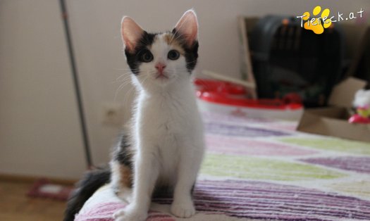 Katze Nelly (Foto by Tiereck.at - Lavanttaler Tierhilfe)