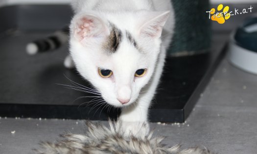 Katze Fuzzy (Foto by Tiereck.at - Lavanttaler Tierhilfe)