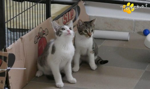 Katze Eddi (Foto by Tiereck.at - Lavanttaler Tierhilfe)
