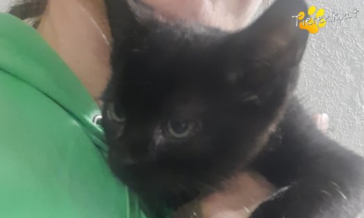 Katze Dante (Foto by Tiereck.at - Lavanttaler Tierhilfe)