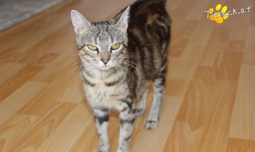Katze Jeanny (Foto by Tiereck.at - Lavanttaler Tierhilfe)