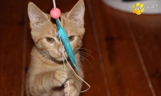 Katze Frankie (Foto by Tiereck.at - Lavanttaler Tierhilfe)