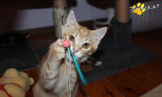 Katze Tommy (Foto by Tiereck.at - Lavanttaler Tierhilfe)