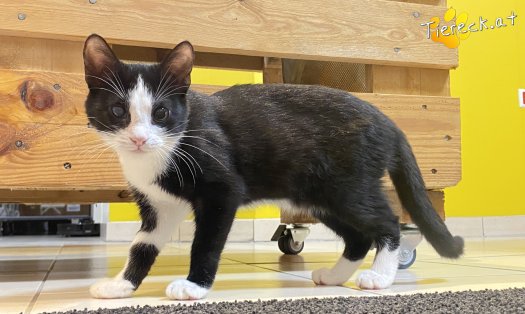 Katze Baily (Foto by Tiereck.at - Lavanttaler Tierhilfe)