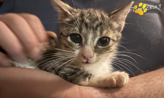 Katze Lea (Foto by Tiereck.at - Lavanttaler Tierhilfe)