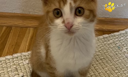 Katze Aruna (Foto by Tiereck.at - Lavanttaler Tierhilfe)