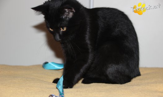 Katze Balu (Foto by Tiereck.at - Lavanttaler Tierhilfe)