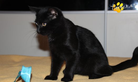 Katze Balu (Foto by Tiereck.at - Lavanttaler Tierhilfe)