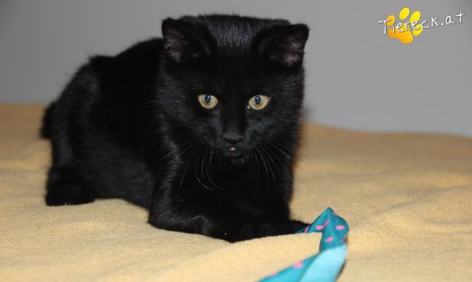 Katze Balu (Foto by Tiereck.at - Lavanttaler Tierhilfe)