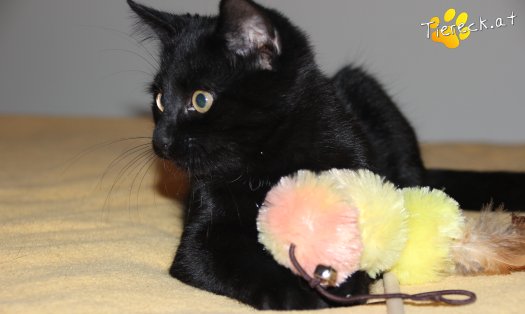 Katze Balu (Foto by Tiereck.at - Lavanttaler Tierhilfe)