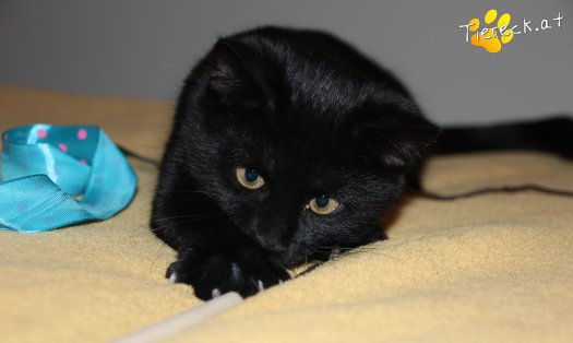 Katze Balu (Foto by Tiereck.at - Lavanttaler Tierhilfe)