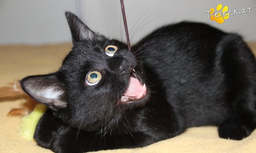 Katze Balu (Foto by Tiereck.at - Lavanttaler Tierhilfe)