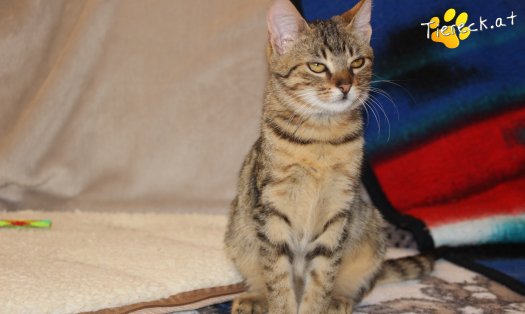 Katze Roxi (Foto by Tiereck.at - Lavanttaler Tierhilfe)
