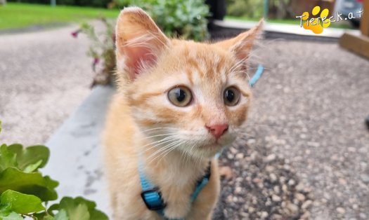 Katze Simba (Foto by Tiereck.at - Lavanttaler Tierhilfe)