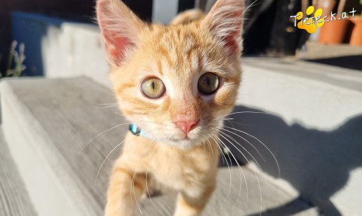 Katze Simba (Foto by Tiereck.at - Lavanttaler Tierhilfe)