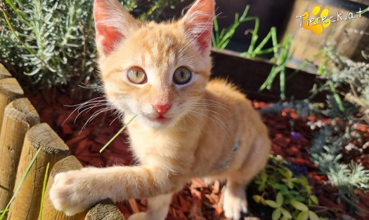 Katze Simba (Foto by Tiereck.at - Lavanttaler Tierhilfe)