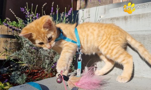 Katze Simba (Foto by Tiereck.at - Lavanttaler Tierhilfe)