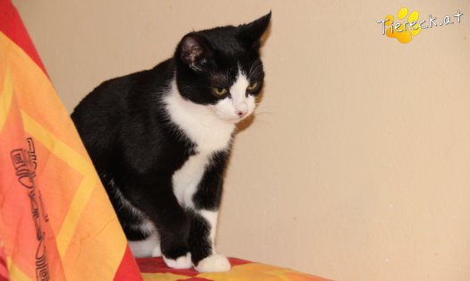 Katze Picasso (Foto by Tiereck.at - Lavanttaler Tierhilfe)