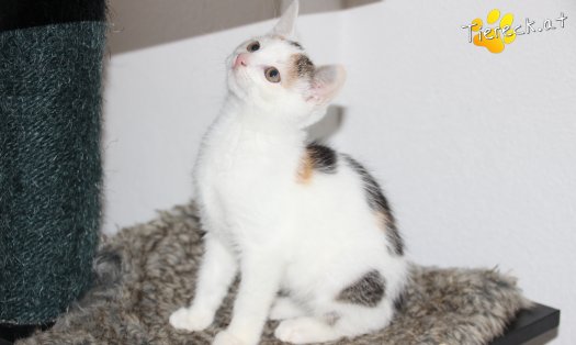 Katze Elli (Foto by Tiereck.at - Lavanttaler Tierhilfe)