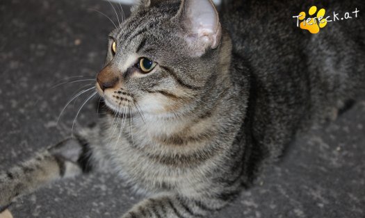 Katze Wiggerl (Foto by Tiereck.at - Lavanttaler Tierhilfe)