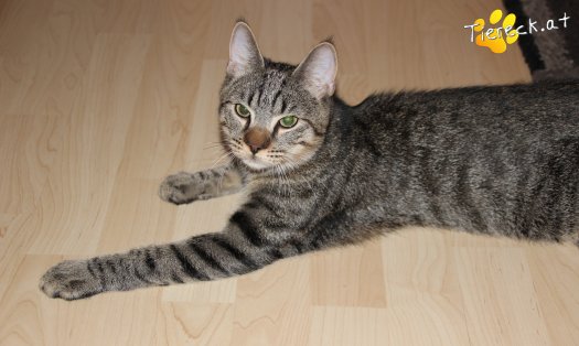 Katze Wiggerl (Foto by Tiereck.at - Lavanttaler Tierhilfe)