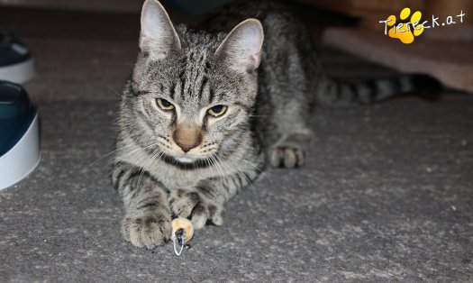 Katze Wiggerl (Foto by Tiereck.at - Lavanttaler Tierhilfe)