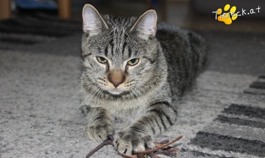 Katze Wiggerl (Foto by Tiereck.at - Lavanttaler Tierhilfe)