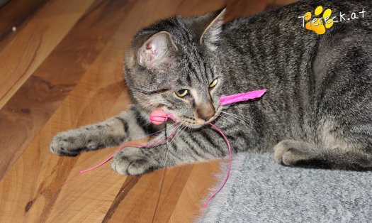 Katze Wiggerl (Foto by Tiereck.at - Lavanttaler Tierhilfe)