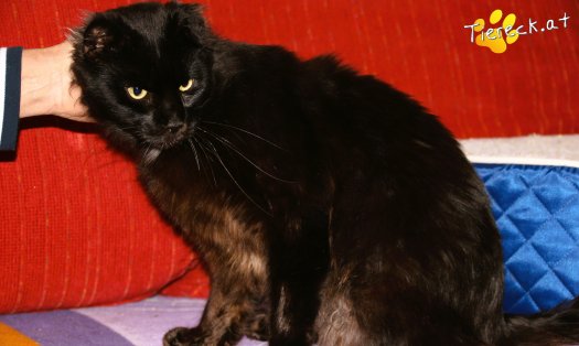 Katze Franky (Foto by Tiereck.at - Lavanttaler Tierhilfe)