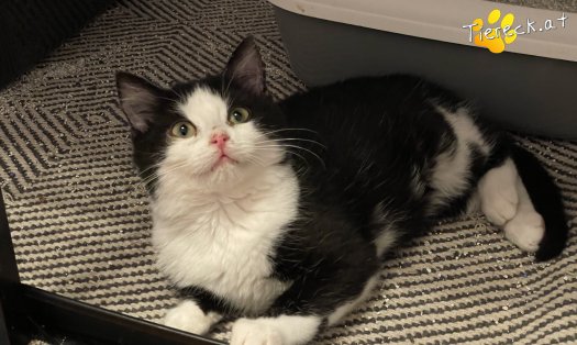 Katze Mika (Foto by Tiereck.at - Lavanttaler Tierhilfe)