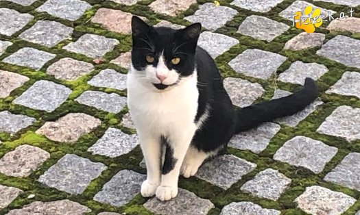 Katze Alex (Foto by Tiereck.at - Lavanttaler Tierhilfe)
