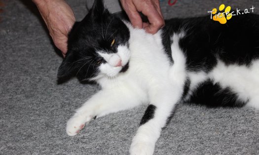 Katze Alex (Foto by Tiereck.at - Lavanttaler Tierhilfe)