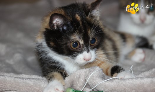 Katze Lilly (Foto by Tiereck.at - Lavanttaler Tierhilfe)