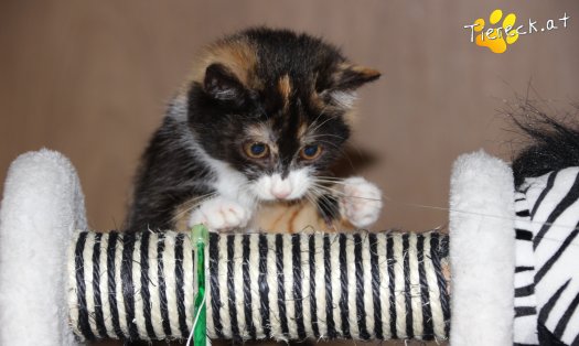 Katze Lilly (Foto by Tiereck.at - Lavanttaler Tierhilfe)