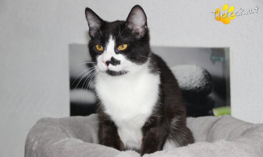 Katze Ferb (Foto by Tiereck.at - Lavanttaler Tierhilfe)