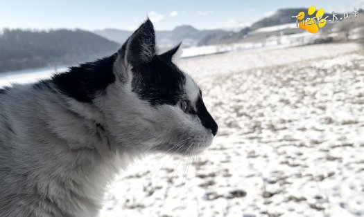 Katze Janosch (Foto by Tiereck.at - Lavanttaler Tierhilfe)