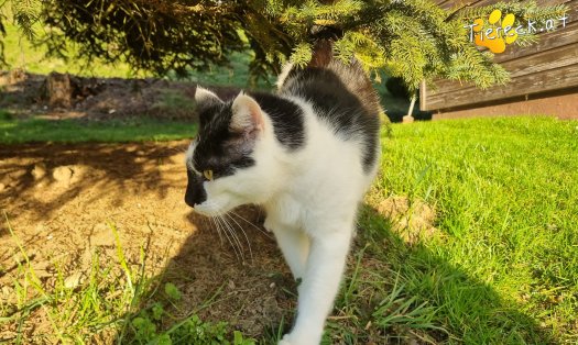 Katze Janosch (Foto by Tiereck.at - Lavanttaler Tierhilfe)