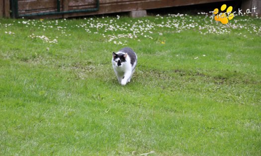 Katze Janosch (Foto by Tiereck.at - Lavanttaler Tierhilfe)