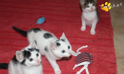 Katze Ragnar (Foto by Tiereck.at - Lavanttaler Tierhilfe)